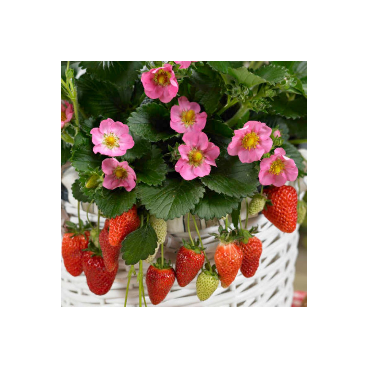 Jahodník stáleplodící Gasana F1 - Fragaria ananassa - semena jahodníku - 10 ks