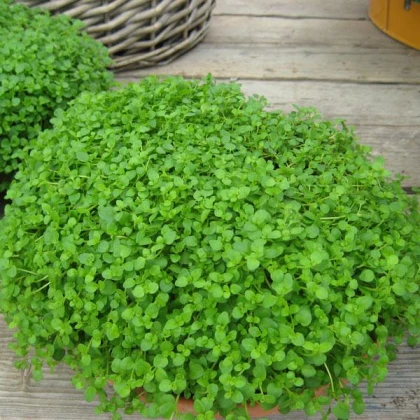 Máta peprná Mini Mint - Mentha piperita - semena máty - 20 ks