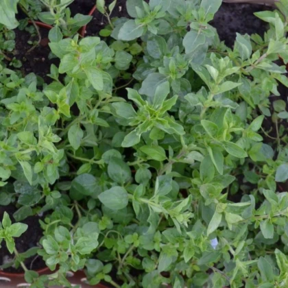 Řecké oregano Kreta - Origanum hirtum - semena oregana - 200 ks