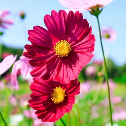 Krásenka zpeřená Cosmini Red - Cosmos bipinnatus - semena krásenky - 20 ks