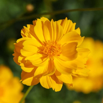 Krásenka sírožlutá Cosmic Gelb - Cosmos bipinnatus - semena krásenky - 20 ks