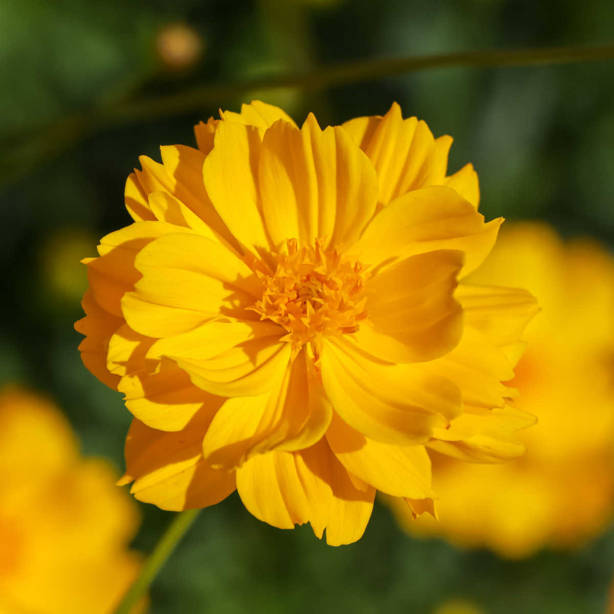 Krásenka sírožlutá Cosmic Gelb - Cosmos bipinnatus - semena krásenky - 20 ks