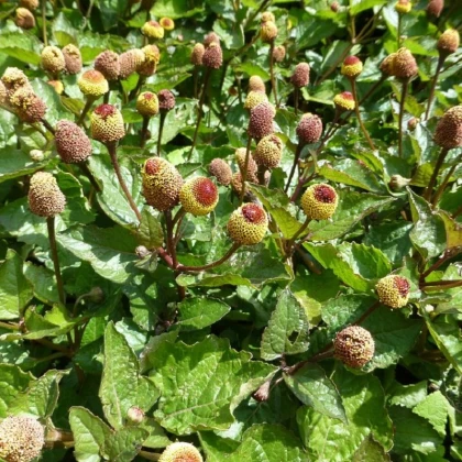 Plamatka zelná - Spilanthes oleracea - semena plamatky - 80 ks