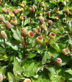 Plamatka zelná - Spilanthes oleracea - semena plamatky - 80 ks