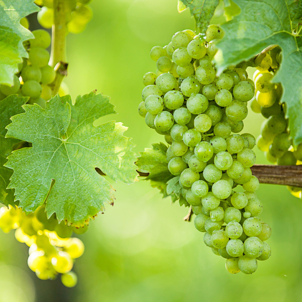 Réva vinná - Vitis vinifera - sazenice révy - 1 ks