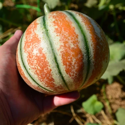 Meloun cukrový Kajari - Cucumis melo - semena melounu - 6 ks