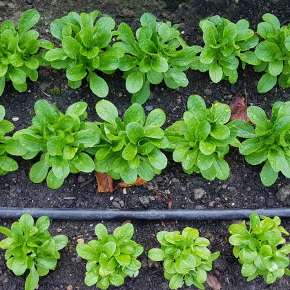 Semena polníčku Favor - výsevní pásek - 5 m