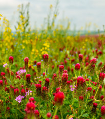 Bylinná směs pro drobnou zvěř - semena Kiepenkerl - směs - 1 kg