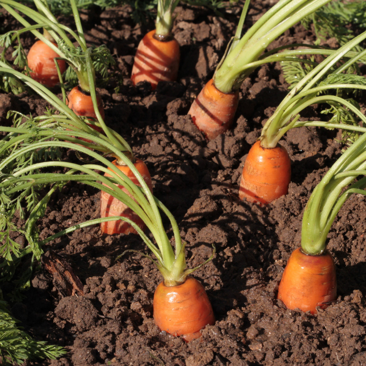 Semena mrkve Mokum F1 - výsevný pásek - 5 m