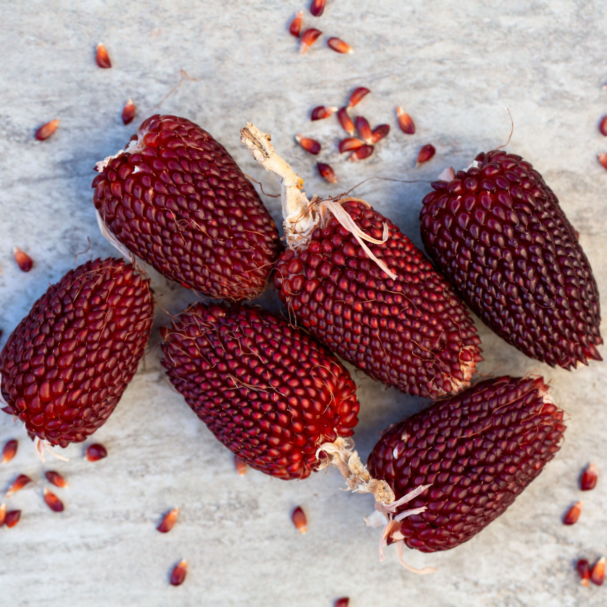 Kukuřice jahodová - Zea mays multicolor - semena kukuřice - 20 ks