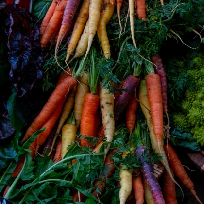 Semena mrkve Harlequin Mix F1 - výsevný pásek - 5 m