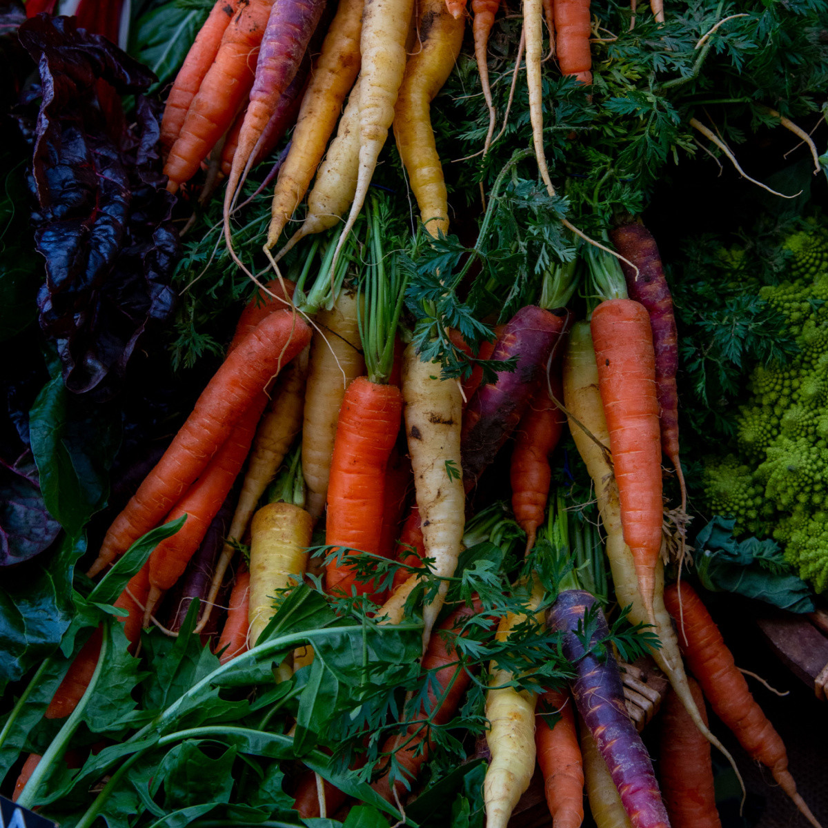 Semena mrkve Harlequin Mix F1 - výsevný pásek - 5 m