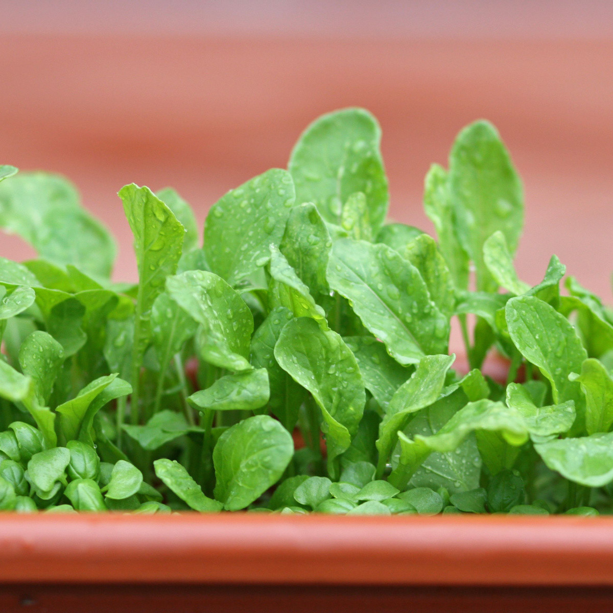 Semena rukoly Ruca - výsevný pásek - 5 m