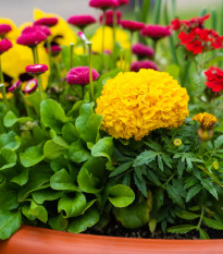 Směs chalupářských květů - výsevný pásek - 5 m