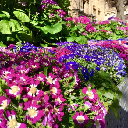 Směs vzpřímených a převislých květů  - výsevný pásek - 5 m