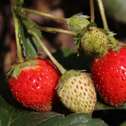 Jahodník stáleplodící Elan F1 - Fragaria ananassa - semena jahodníku - 10 ks