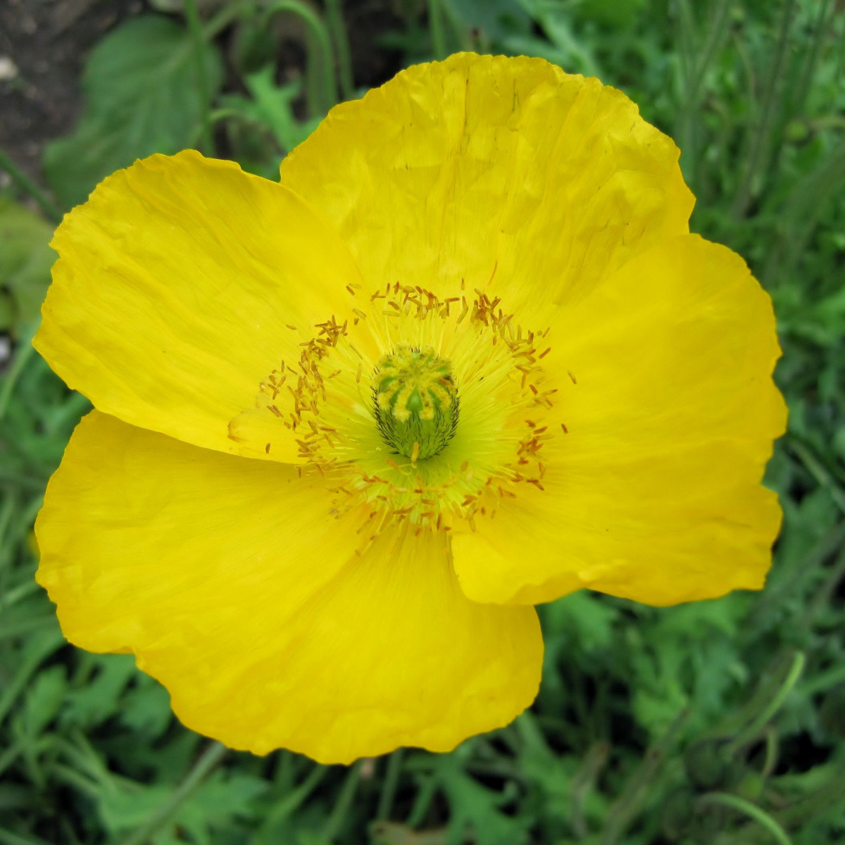 Mák Champagne Bubbles Yellow - Papaver nudicaule - semena máku - 20 ks