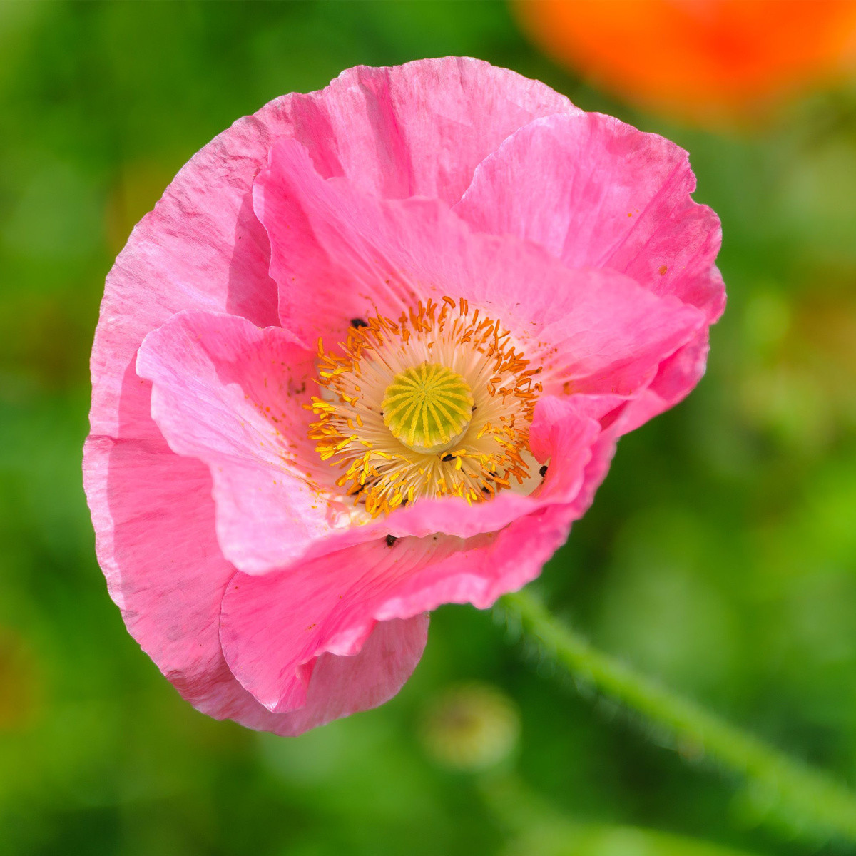 Mák Champagne Bubbles Pink - Papaver nudicaule - semena máku - 20 ks