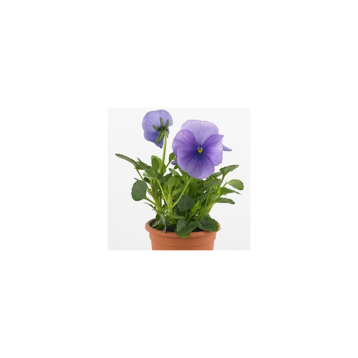 Violka Carneval F1 Azure - Viola x wittrockiana - semena violky - 20 ks