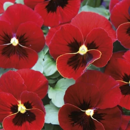 Violka Twix F1 Red with Eye - Viola cornuta - semena violky - 20 ks