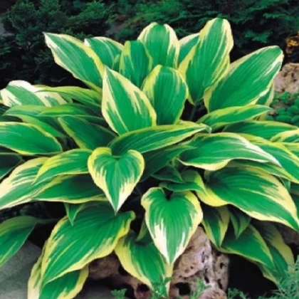 Bohyška - Hosta Aureomarginata - hlízy bohyšky - 1 ks
