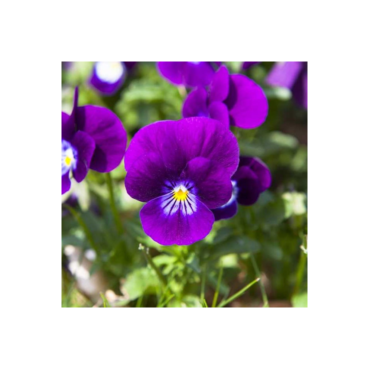 Violka Twix F1 Violet Flare - Viola cornuta - semena violky - 20 ks