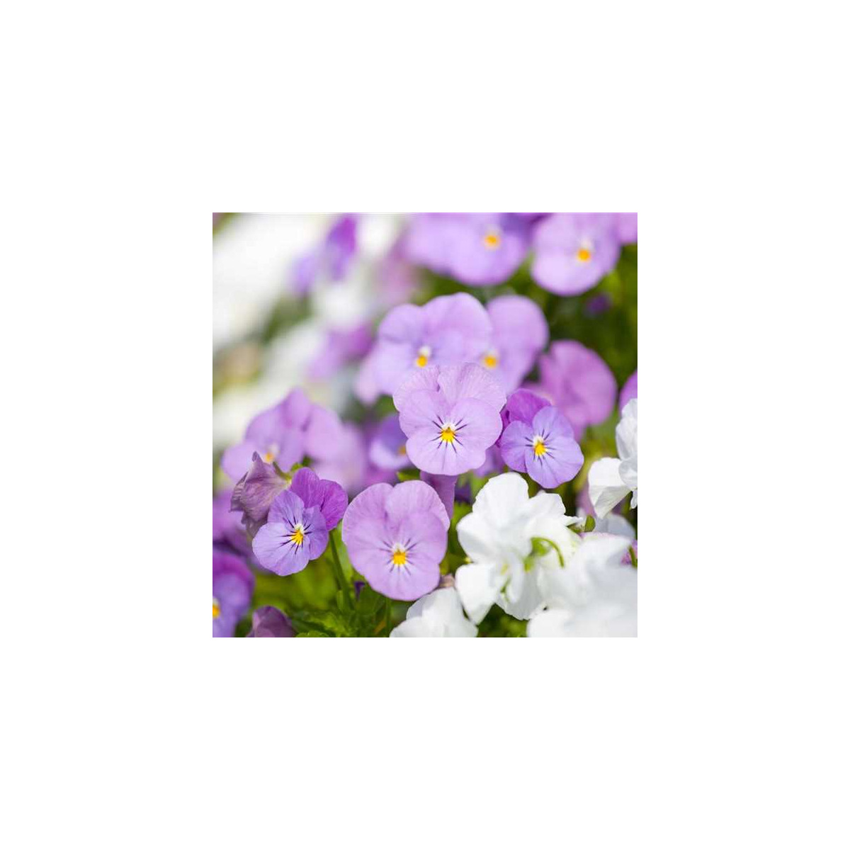 Violka Twix F1 Rosy - Viola cornuta - semena violky - 20 ks