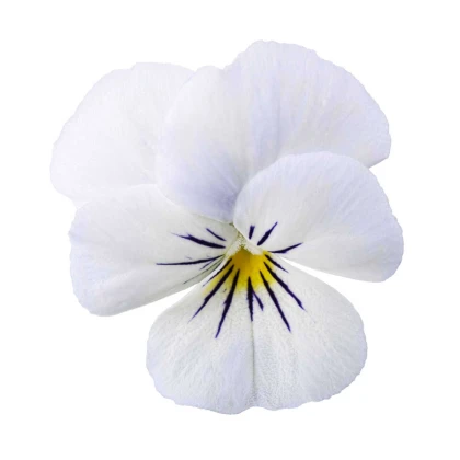 Violka Twix F1 Snow - Viola cornuta - semena violky - 20 ks