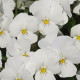 Violka Twix F1 Snow - Viola cornuta - semena violky - 20 ks