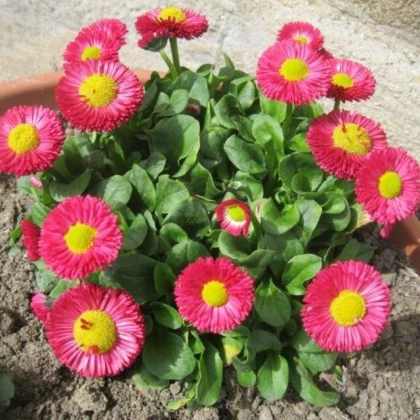 Sedmikráska Speedstar Plus Rose - Bellis perennis - semena sedmikrásky - 40 ks