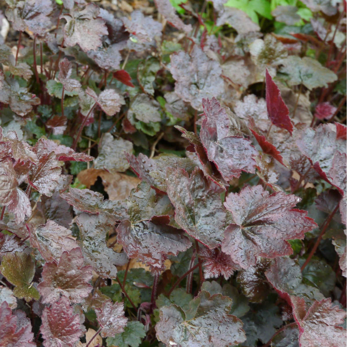 Dlužicha Palace Purple - Heuchera micrantha - semena dlužichy - 20 ks