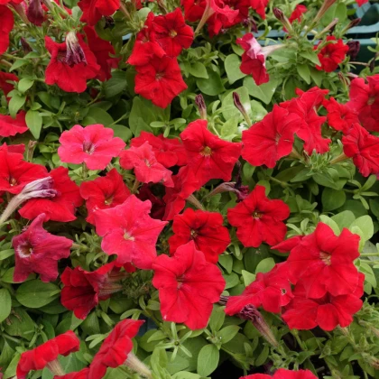 Petúnie Cascadini F1 Red - Petunia x atkinsiana - semena petúnie - 15 ks
