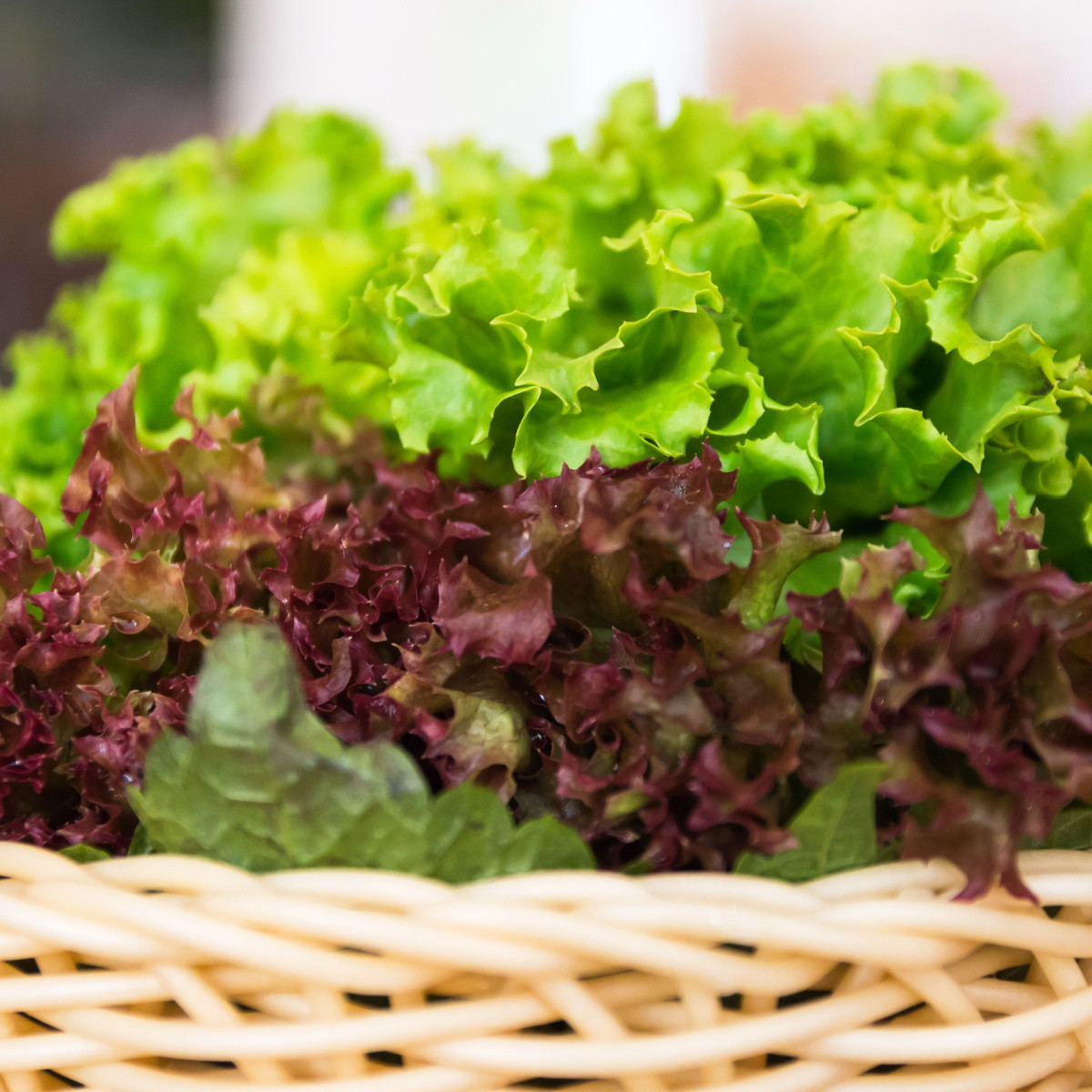 Trio listových salátů - výsevný pásek - 5 m