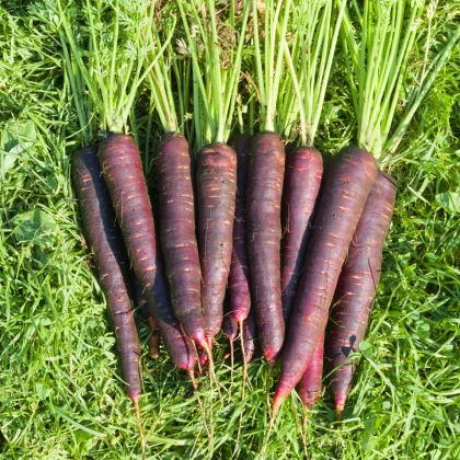 Semena mrkve Purple Sun F1 - výsevný pásek - 5 m