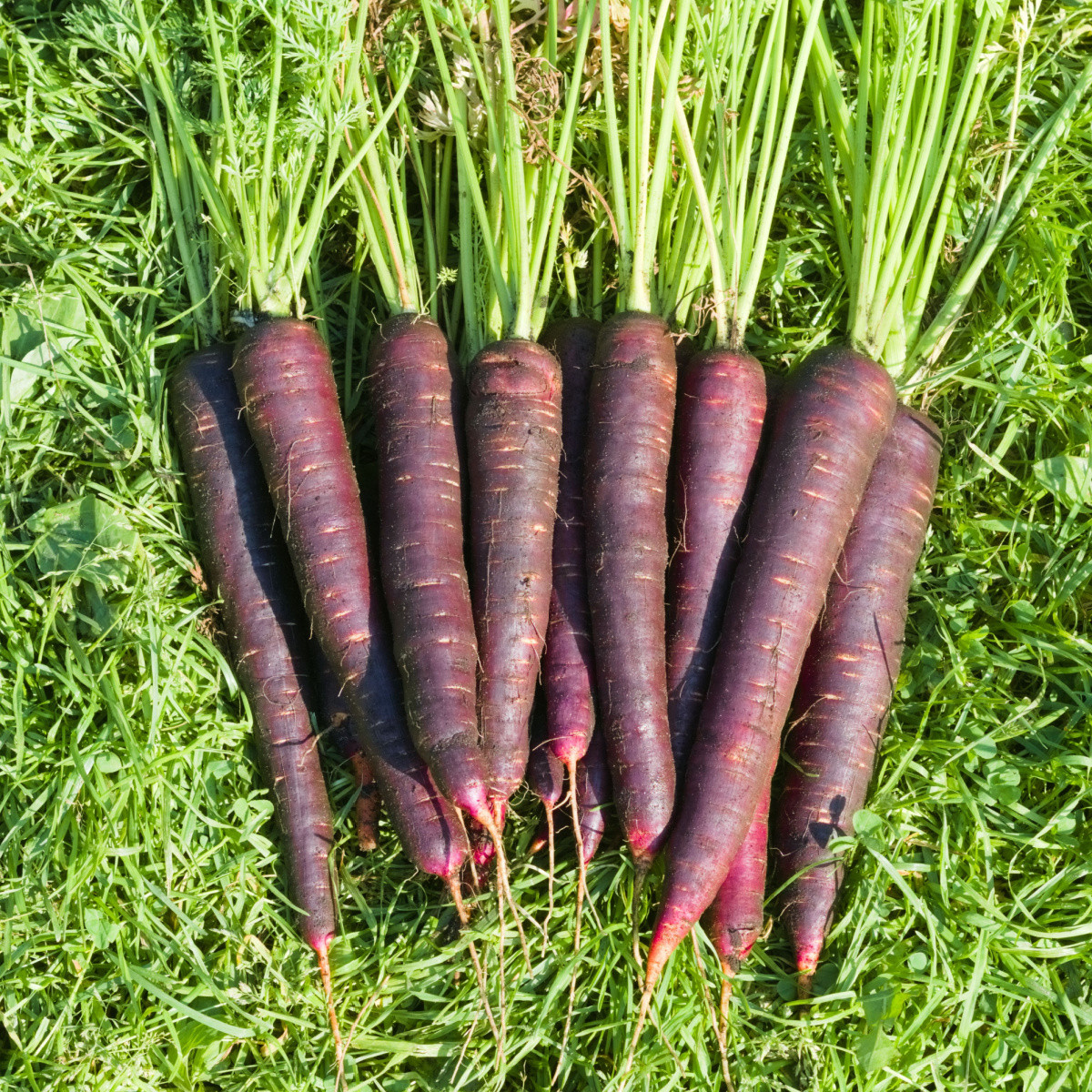 Semena mrkve Purple Sun F1 - výsevný pásek - 5 m