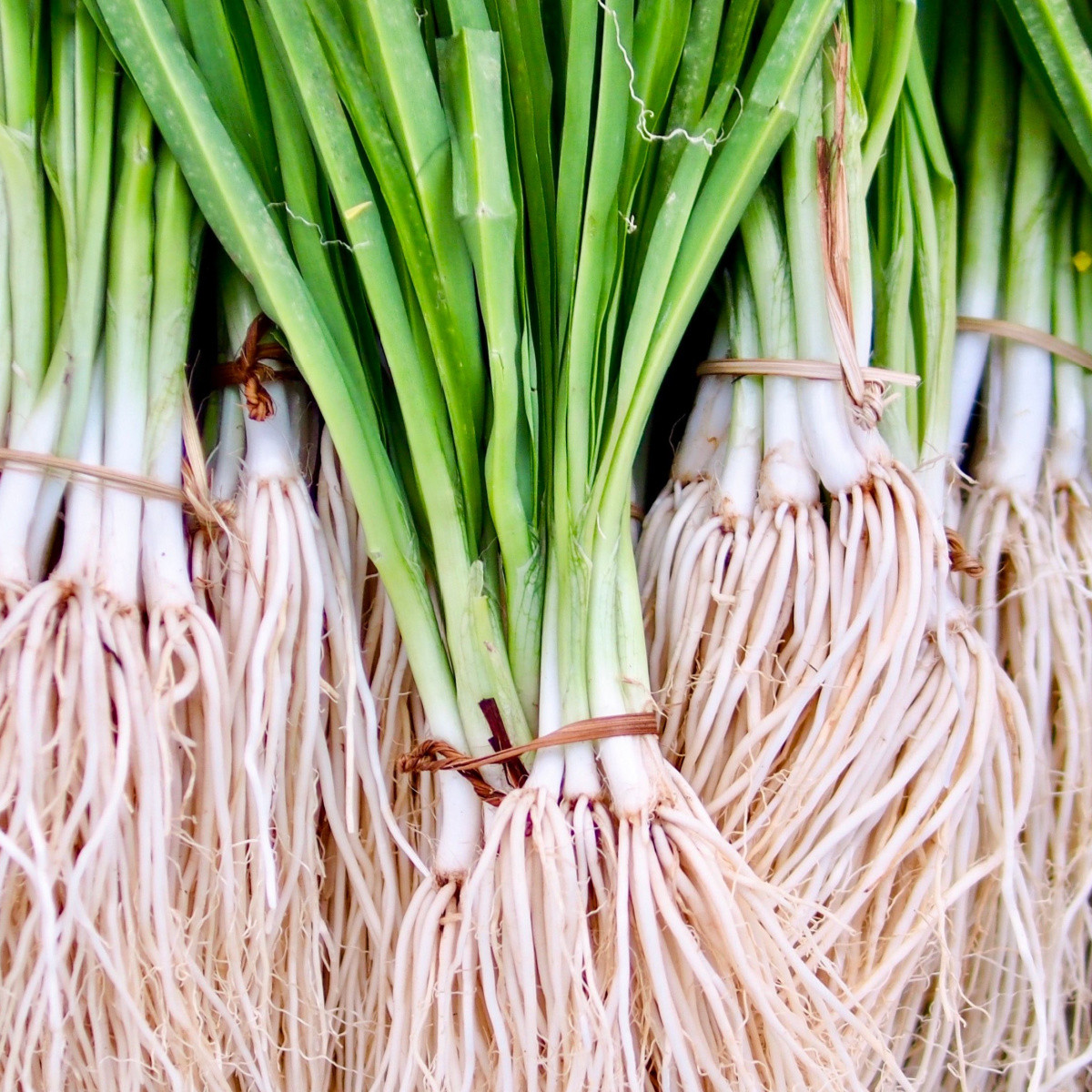 Semena cibule jarní Kaigaro - výsevný pásek - 5 m