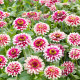 Ostálka Flamenco - Zinnia elegans - semena ostálky - 50 ks