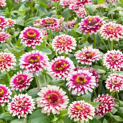 Ostálka Flamenco - Zinnia elegans - semena ostálky - 50 ks