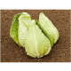 BIO Zelí bílé Eersteling - Brassica oleracea - bio semena zelí - 20 ks