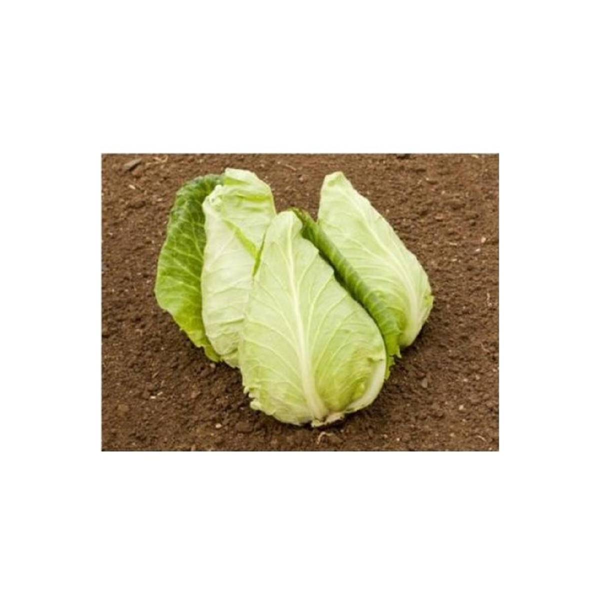 BIO Zelí bílé Eersteling - Brassica oleracea - bio semena zelí - 20 ks