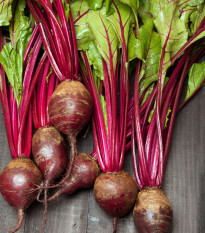 Cékla Redshine vetőszalag - 5 m