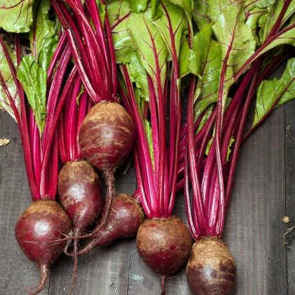 Cékla Redshine vetőszalag - 5 m