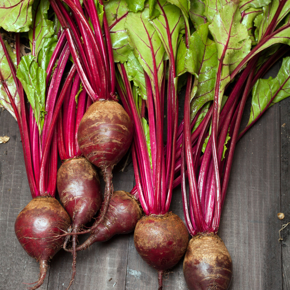 Cékla Redshine vetőszalag - 5 m