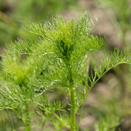 Semena kopru Ella - výsevný disk - 5 m