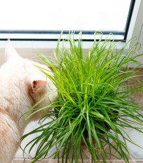 Semena kočičí trávy - výsevný disk - 5 m