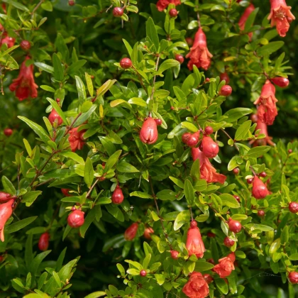 Granátové jablko - Punica granatum - semena granátového jablka - 5 ks