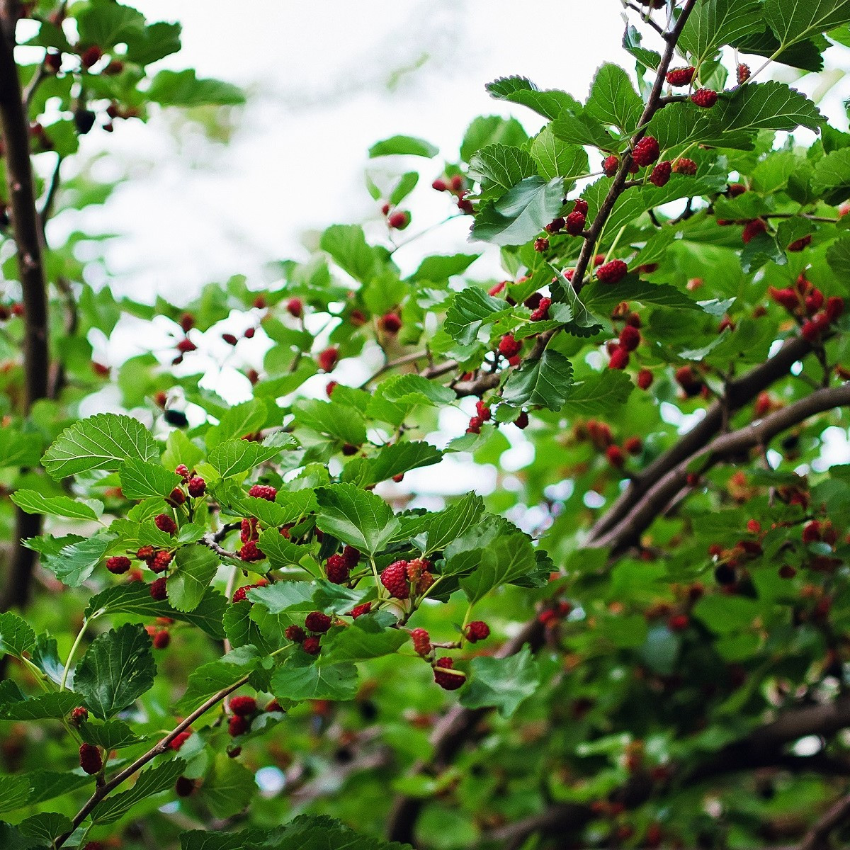 Morušovník černý - Morus nigra - semena morušovníku - 5 ks