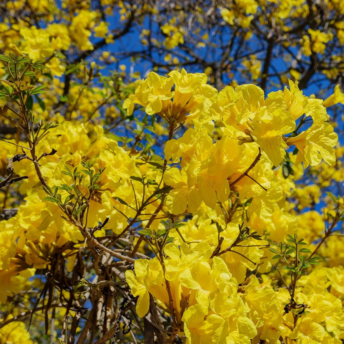Tabebuja chrysotricha - Handroanthus chrysotrichus - semena tabebuji - 5 ks