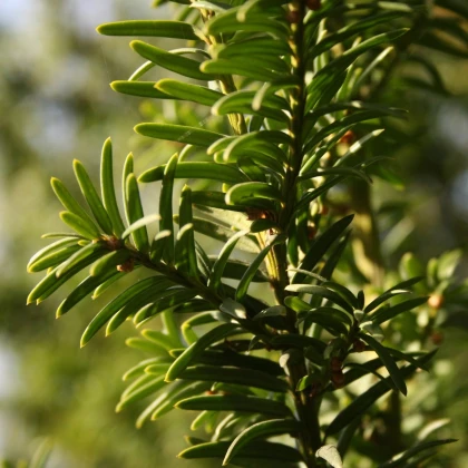 Sekvoj vždyzelená - Sequoia sempervirens - semena sekvoje - 3 ks