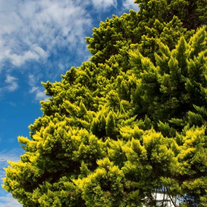 Jalovec čínský - Juniperus chinensis - semena jalovce - 5 ks